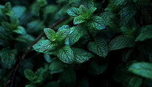 Peppermint Oil 40% Concentration