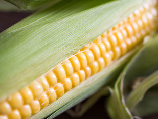 Corn Oil